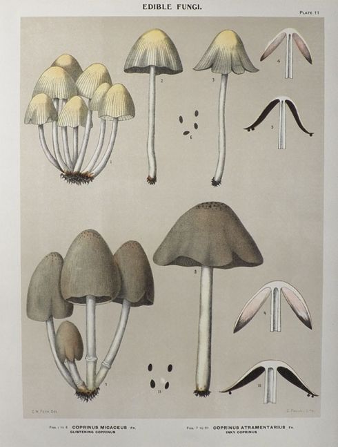 1897 Charles Peck Mushroom Print ~ Coprinus