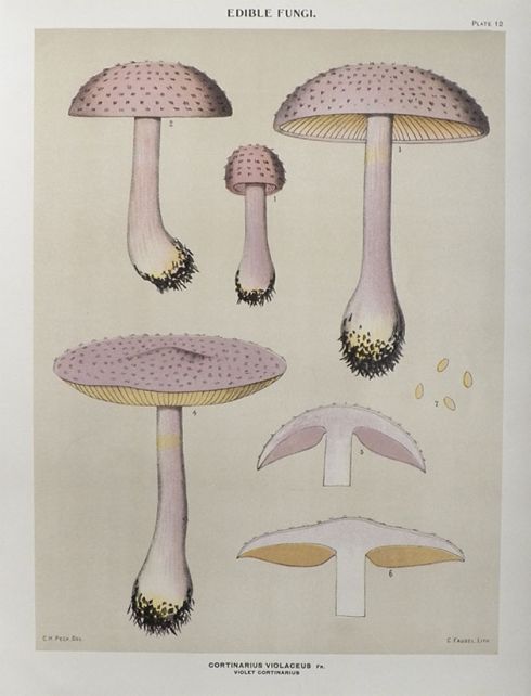 1897 Charles Peck Mushroom Print ~ Violet Cortinarius