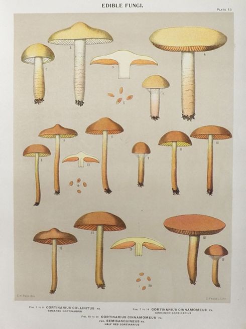 1897 Charles Peck Mushroom Print ~ Cortinarius
