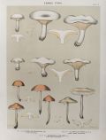 1897 Charles Peck Mushroom Print ~ Clitopilus, Fairy-Ring, Sweet Bread