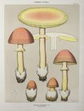 1897 Charles Peck Mushroom Print ~ Orange Amanita