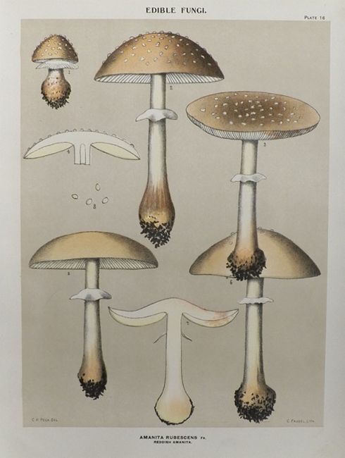 1897 Charles Peck Mushroom Print ~ Reddish Amanita