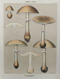 1897 Charles Peck Mushroom Print ~ Reddish Amanita