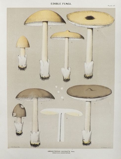 1897 Charles Peck Mushroom Print ~ Sheathed Amanitopsis