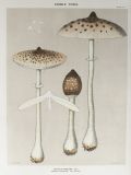 1897 Charles Peck Mushroom Print ~ Parasol Mushroom