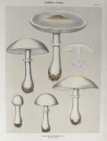 1897 Charles Peck Mushroom Print ~ Smooth Lepiota