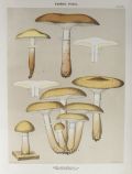 1897 Charles Peck Mushroom Print ~ Honey Armillaria