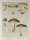 1897 Charles Peck Mushroom Print ~ Changing Tricholoma