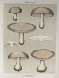 1897 Charles Peck Mushroom Print ~ Masked Tricholoma