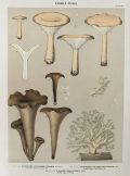 1897 Charles Peck Mushroom Print ~ Clitocybe, Hydnum, Craterellus