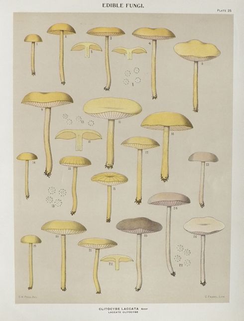 1897 Charles Peck Mushroom Print ~ Laccate Clitocybe