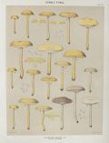 1897 Charles Peck Mushroom Print ~ Laccate Clitocybe