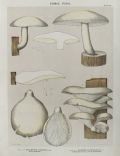 1897 Charles Peck Mushroom Print ~ Elm & Oyster Pleurotus