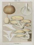 1897 Charles Peck Mushroom Print ~ Sapid Pleurotus