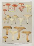 1897 Charles Peck Mushroom Print ~ Hygrophorus & Paxillus