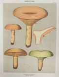 1897 Charles Peck Mushroom Print ~ Delicious Lactarius