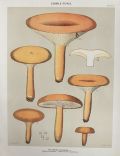 1897 Charles Peck Mushroom Print ~ Lactarius
