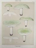 1897 Charles Peck Mushroom Print ~ Greenish Russula
