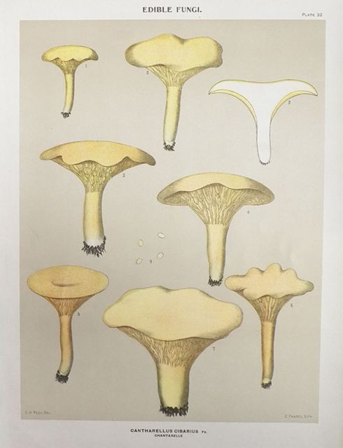 1897 Charles Peck Mushroom Print Chantarelle, Natural History Antique
