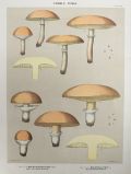 1897 Charles Peck Mushroom Print ~ Yellow Boletus