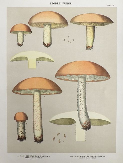 1897 Charles Peck Mushroom Print ~ Granulated Boletus