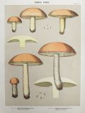 1897 Charles Peck Mushroom Print ~ Granulated Boletus