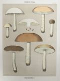1897 Charles Peck Mushroom Print ~ Rough Stemmed Boletus