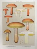 1897 Charles Peck Mushroom Print ~ Boletus
