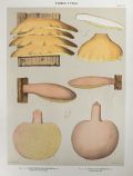 1897 Charles Peck Mushroom Print ~ Polyporus & Fistulina
