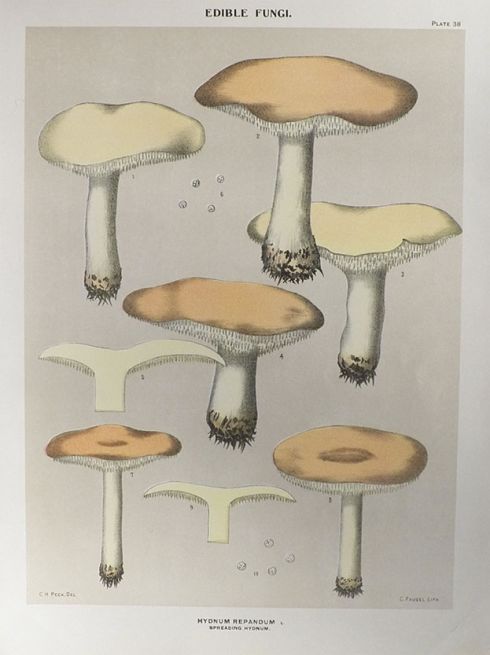 1897 Charles Peck Mushroom Print ~ Spreading Hydnum