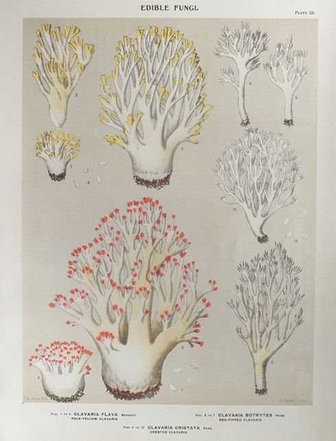1897 Charles Peck Mushroom Print ~ Clavaria