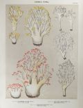 1897 Charles Peck Mushroom Print ~ Clavaria