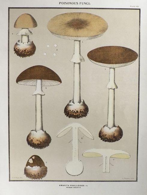 1897 Charles Peck Mushroom Print ~ Poison Amanita