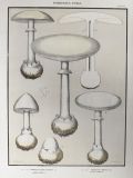 1897 Charles Peck Mushroom Print ~ Poison & Vernal Amanita