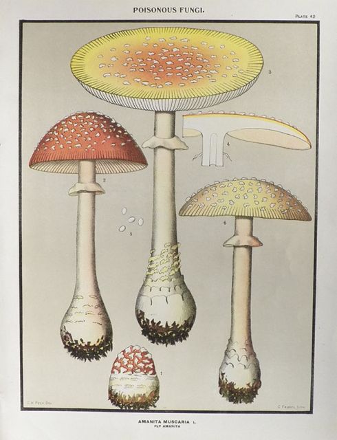 1897 Charles Peck Mushroom Print ~ Fly Amanita