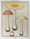 1897 Charles Peck Mushroom Print ~ Fly Amanita