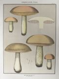 1897 Charles Peck Mushroom Print ~ Bitter Boletus