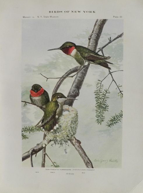 1914 Louis Fuertes Antique Bird Print ~ Ruby-Throated Hummingbird