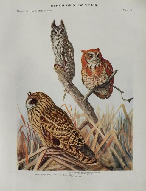 1914 Louis Fuertes Antique Bird Print ~ Screech, Short-Eared Owl