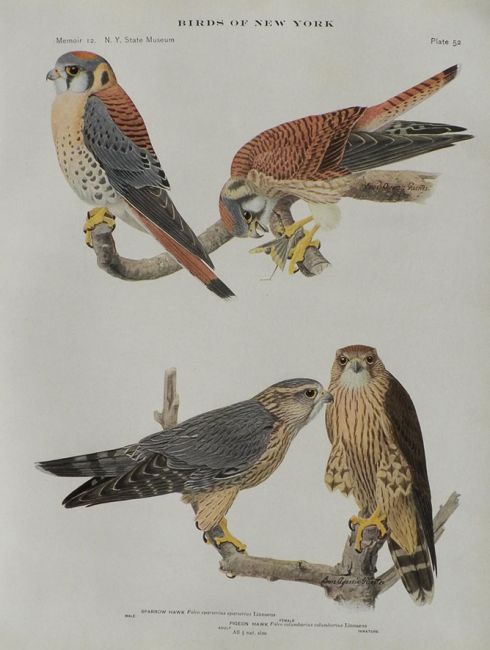 1914 Louis Fuertes Antique Bird Print ~ Sparrow Hawk, Pigeon Hawk