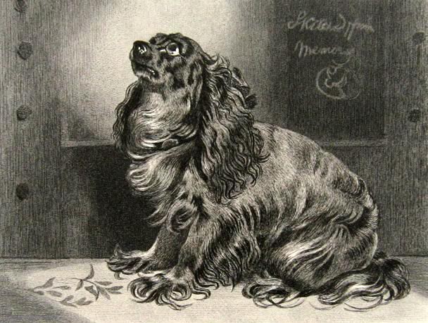 King Charles Spaniel ~ Antique Print ~ Landseer