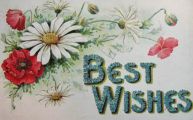 Best Wishes, Flowers Postcard