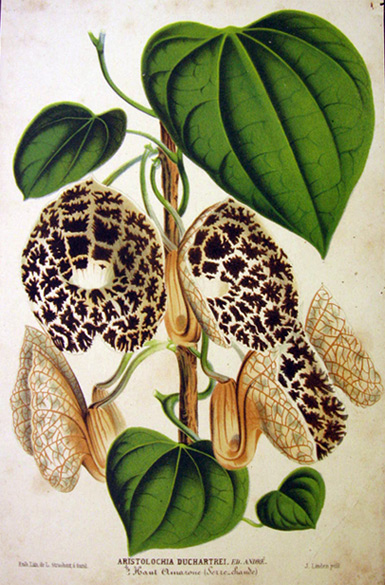 Dutch Man's Pipe ~ Antique Print Chromolithograph