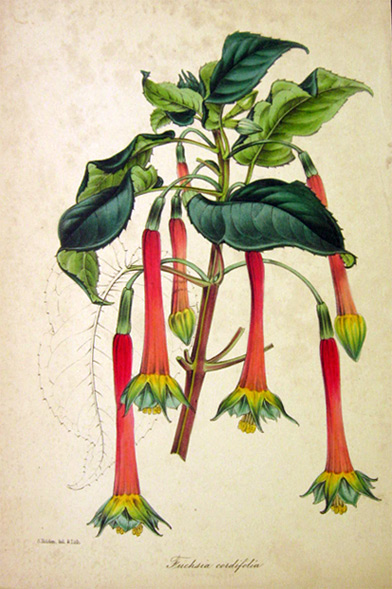1840's Fuschia Cordifolia Antique Hand Colored Print