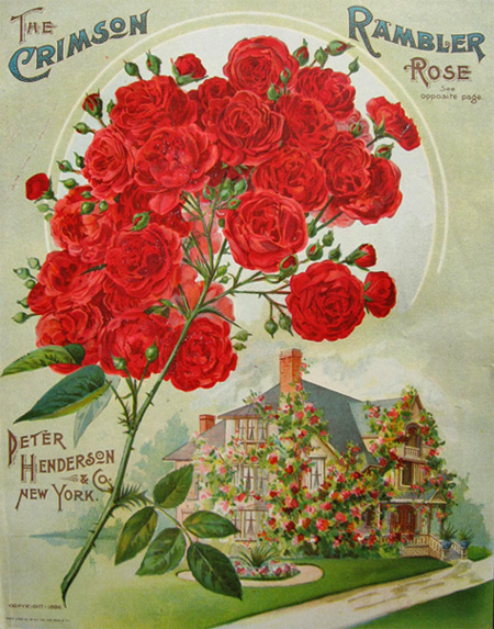 1896 Rambler Rose Antique Print ~ Peter Henderson Seed Co.