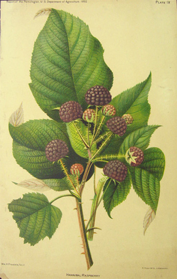 1892 Hannibal Raspberry Antique Print Lithocaustic