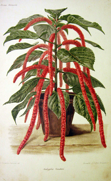 Acalypha Sanderi "Chenille Plant" Antique Print Chromolithograph