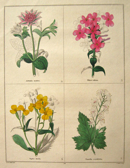Rare Antique Hand-Colored Botanical Print ~ B. Maund