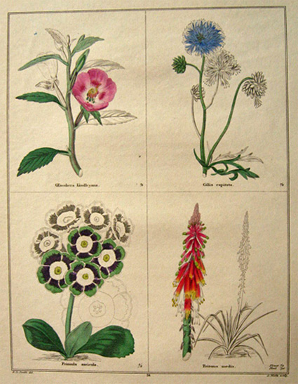 Rare Antique Hand-Colored Botanical Print ~ B. Maund