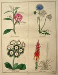 Rare Antique Hand-Colored Botanical Print ~ B. Maund